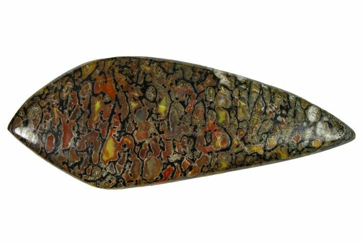 Polished Dinosaur Bone (Gembone) Cabochon - Colorado #370754